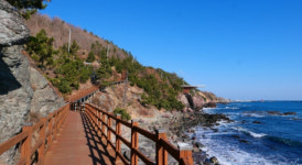 [특집] 산림·해안·도심 잇는 걷기 좋은 포항 1,500리(里) 길이 즐겁다