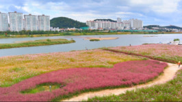 [기획특집] 포항 형산강, 생태복원 통해 친환경 수변공간으로 거듭난다