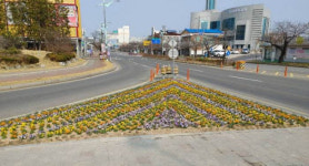 군산시, 새봄맞이 가로변·중앙분리대 등에  봄꽃 식재 완료
