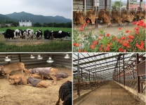 경기도, 깨끗한 축산농장 2025년까지 2000개소로 확대