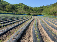 화순군, 노지 고추 안정생산에 기술 지원 최선
