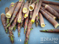 [문상윤 식품전문기자의 제철식품 이야기] 5월의 기운 듬뿍 담은 뽕잎과 죽순