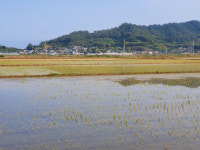 해남 화산, 바닷물 역류로 모내기  끝낸 논 ‘날벼락’