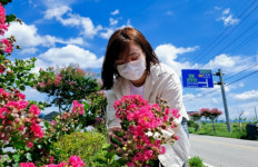 남원 국도 17호선 구간 분홍빛 배롱나무 꽃 장관