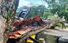 수령 513년 남원 덕동리 달궁 느티나무 한순간에 두 동강…역사 속으로