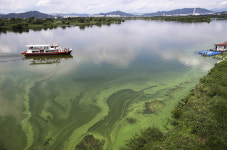 4대강, 실패한 정책이 만든 이 눅진한 녹조 범벅을 보라