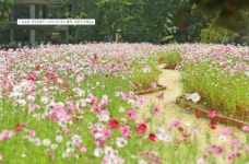 코스모스 피어있는~…임실 관촌사선대, 코스모스 군락에 빠지다