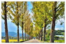 [포토] 가을동화 같은 전북 순창의 메타세콰이어 길