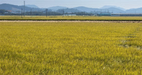 상주시 농협쌀조합공동사업법인, 함창DSC 2022년 추곡수매 매입 완료