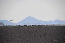 순천, 국제정원박람회 앞두고 흑두루미 601마리 방문  