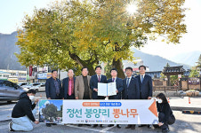 정선 봉양리 뽕나무, 2022년 자연유산 지정 기념행사  
