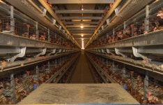 평택에서도 AI 항원 검출…발생 농가 닭 6000마리 살처분  