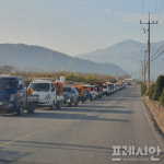 하동군 화개악양농협 악양지점, 대봉감 수매 나서