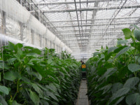 남원 운봉, 파프리카 전국 주산단지로 자리매김