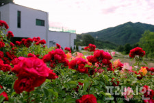 ‘가평 엘리의정원’…경기도 첫 민간 정원 지정