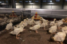 정읍 소성면 육용오리농장에서 조류인플루엔자 항원 검출