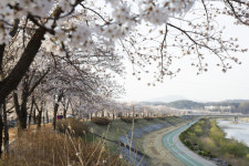 영주시, 벚꽃 명소 서천 뚝방길, 원당천변 상춘객 유혹