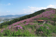 지리산이 품은 봄풍경! 봉화산 철쭉과 연둣빛 뱀사골계곡