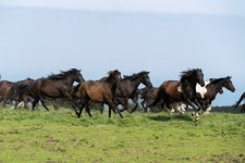 봄의 전령사 국내산 승용마 한라산 초지에 순차적 방목 시작