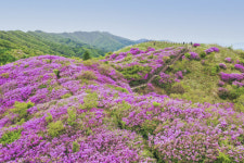 지리산 자락의 분홍빛 향연…남원 운봉 바래봉으로 초대