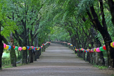 여름 내장산서 푸른 단풍 벗 삼아 온갖 시름 훌훌 털어 버리자