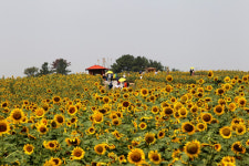 함안 강주해바라기 축제 놀러 오세요