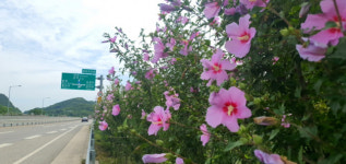 완주 국내  최장 100리길 나라꽃 무궁화 개화 시작