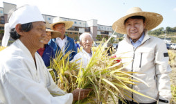 전주기접놀이 두레농장서 전통 벼 베기 행사 재현