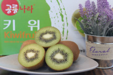해풍 맞은 경남 고성 참다래 출하