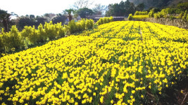 봄이 피는 거제 공곶이, 수선화 다시 본다