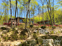 해남군 흑석산 자연휴양림에서 봄맞이 하세요