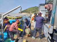 창원시, 바지락 종자 약 6t 살포