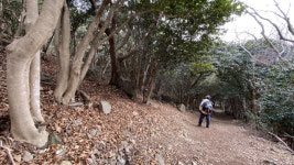 가덕신공항은 들어 봤어도 100년 숲, 동백군락지는 모른다
