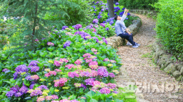 수국의 계절 맞이한 구례 지리산 정원