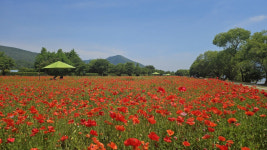 남양주시 조안면 ‘물의정원’, 꽃양귀비 붉은 물결…방문객들 눈길 사로잡아