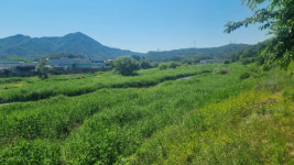 포천시, 축산농가 위해 갈대잎 사료로 활용하는 사업 추진