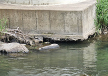 ‘아찔한 철교?’…태백선 문곡천교 철교 교각 세굴현상 심각
