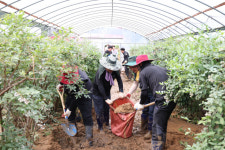 청양군,  부여군 양화면 블루베리 농가 수해복구 지원 구슬땀