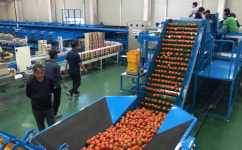 맛 좋은 ‘인제 귀둔 고랭지 토마토’ 본격 출하