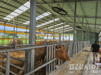 [르포] 소도 더위 먹으면 밥 맛이 없어요…축산농가, 폭염에 노심초사