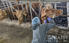 전남동물위생시험소, 소 럼피스킨 예찰 결과 모두 음성