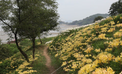 부안 변산마실길 2코스 붉노랑상사화 절정…노을과 함께 즐겨요