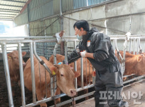 전남도, 10월부터 구제역 백신 일제접종…소·염소 77만 2천 마리 대상