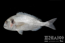 진도에 총 221종 어류 서식…국립호남권생물자원관, 진도 전역 조사