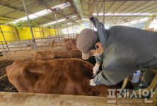 여수 한우농장서 럼피스킨 양성…해당 농장 출입 통제