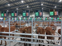 14억 투입 강진가축시장, 24년만에 현대적 시설 새단장