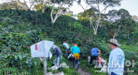 [문상윤 식품전문기자의 커피이야기] ①스페셜티 커피의 경제학: 고급 커피는 왜 비쌀까?