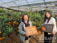 강진군, 새콤달콤 겨울의 맛, 탐진향 출하 중