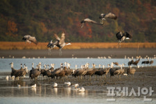 국제두루미재단, 세계적 흑두루미 월동지 순천만 견학 온다