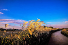 창원 주남저수지 철새 탐방 가능